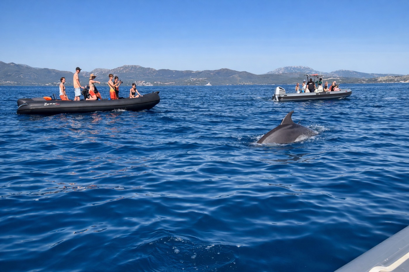 Escursione avvistamento delfini nel golfo di Tavolara