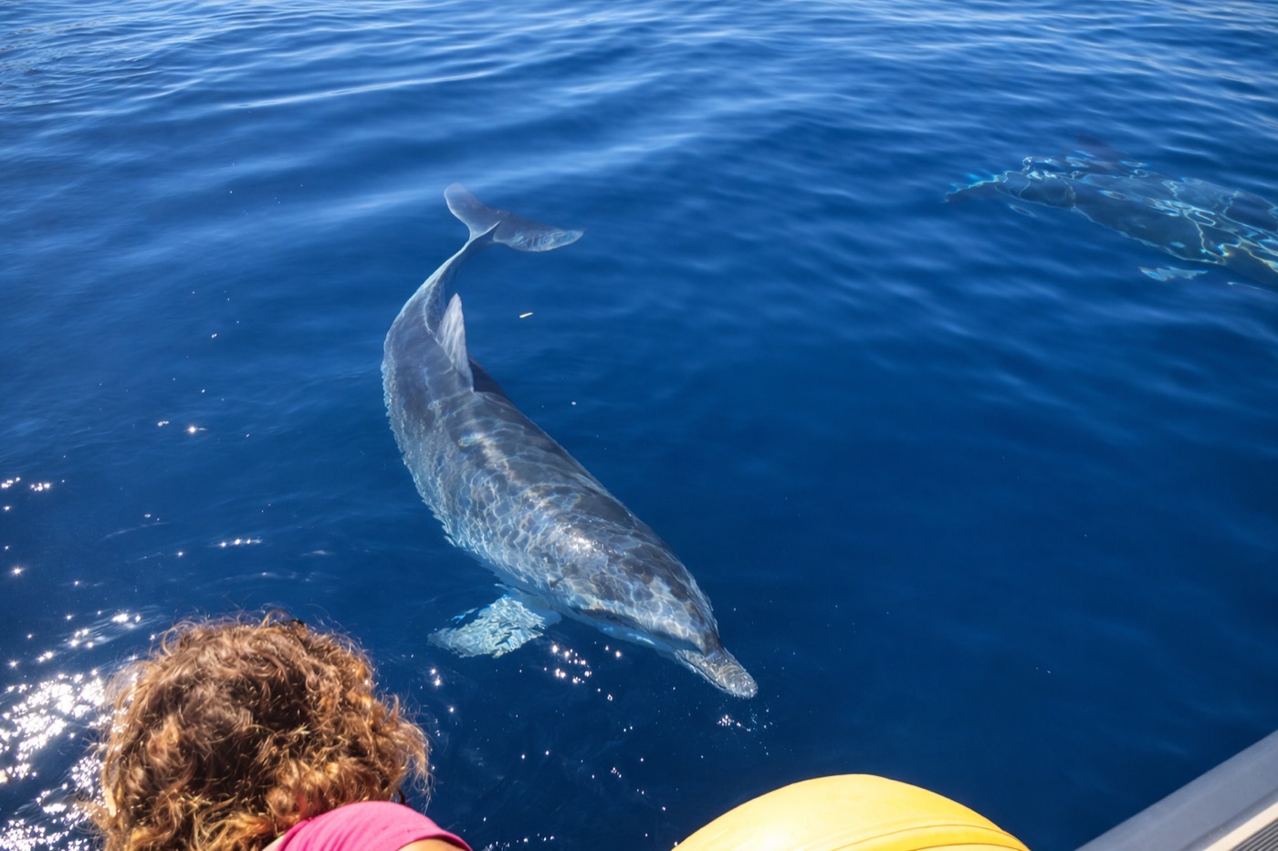 Tursiope da vicino durante l'escursione nel Golfo Aranci